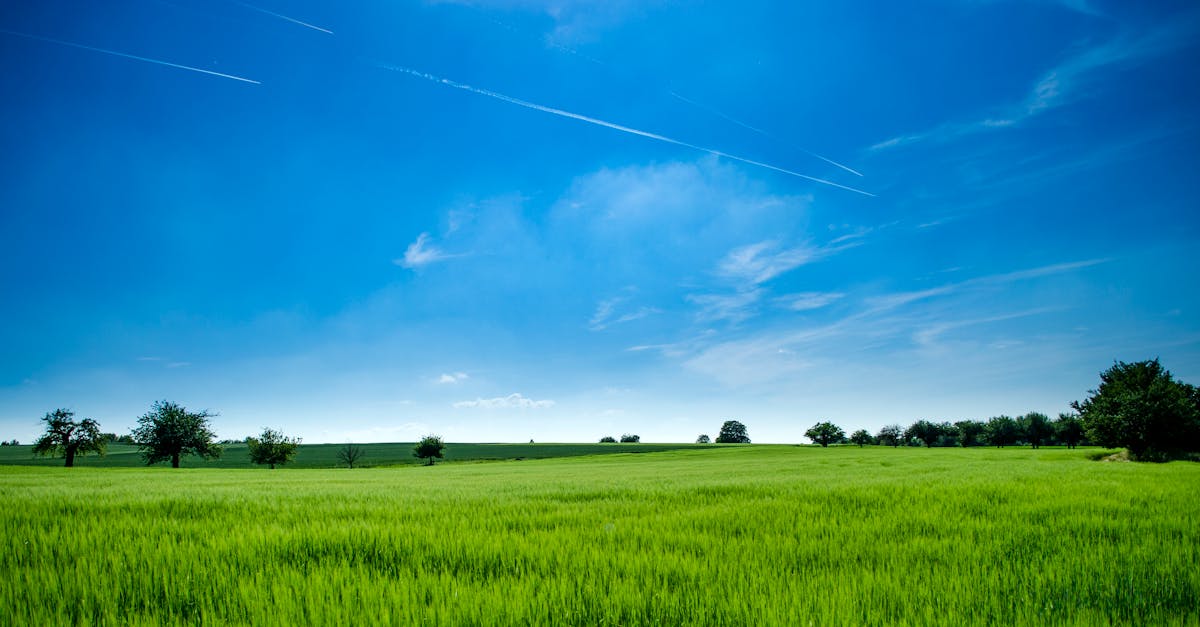How to Monetize Your Vacant Land with Carbon Credits: A Guide for Landowners and Investors