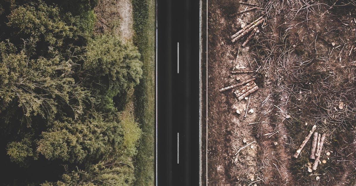 Navigating the Fix Our Forests Act: What the 2025 Forest Management Reforms Mean for Land Investors and Owners